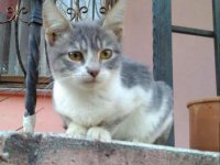 Kedi Bakımı İçin Aradığınız Bilgiler