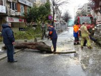 İstanbul'daki fırtına, Şişli Mecidiyeköy'de ağacı devirdi