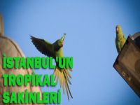 İstanbul'un yeni sakinleri: Yeşil Papağanlar