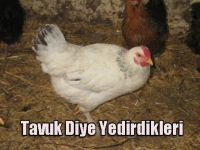 Tavuk Diye Yedirdikleri