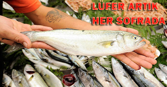 Lüfer artık her sofraya giriyor