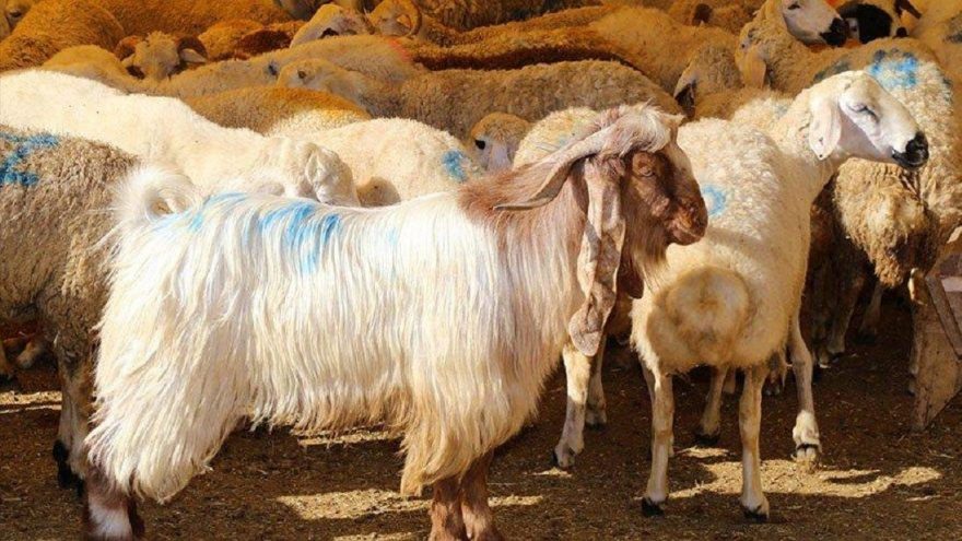 İstanbul Valiliği, kurban kesim yerleri tedbirlerini açıkladı