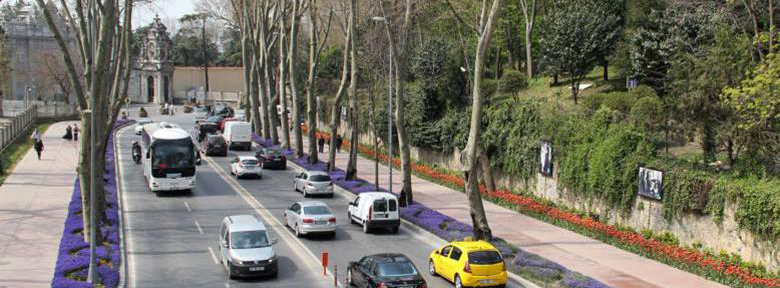 Çırağan ve Dolmabahçe caddelerindeki sağlıksız ağaçlar yenleniyor
