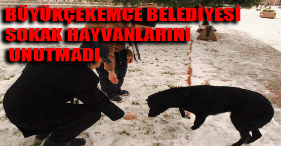 Sokak hayvanlarına yem ve yiyecek verdiler…