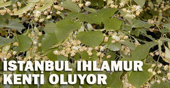 İstanbul, ıhlamur şehri oluyor