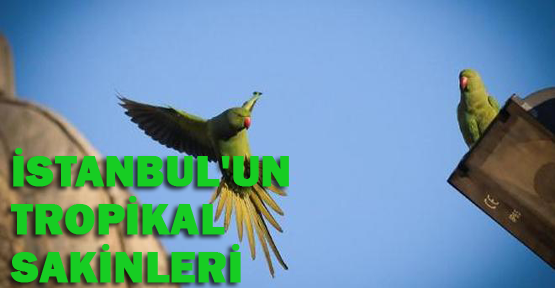 İstanbul'un yeni sakinleri: Yeşil Papağanlar
