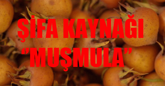 ‘’Muşmula’’ şifa kaynağı