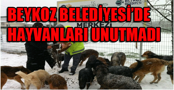Sahipsiz Sokak Hayvanlarına Yiyecek Desteği