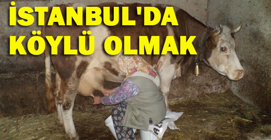 İstanbul'da köylü olmak