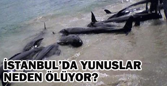 İstanbul'da yunuslar neden ölüyor?
