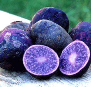 Mor patates şifa dağıtıyor