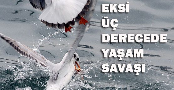 Martıların ekmek kavgası
