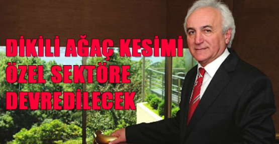 Dikili ağaç kesimi özel sektöre devredilecek
