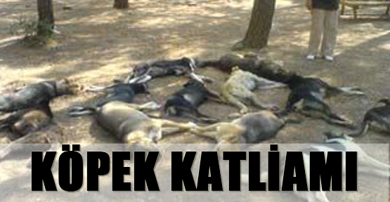 Köpek Katliamı