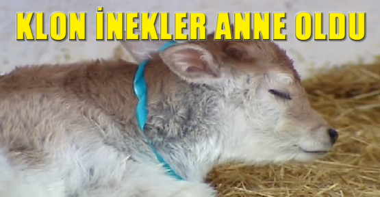 Klon inekler anne oldu
