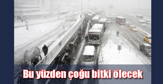 Sert geçen kışın ardından bitkiler tehlikede