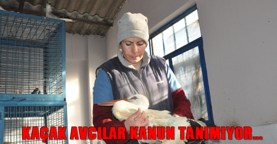 Kaçak Avcılar Kanun Tanımıyor...