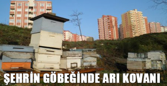 Şehrin göbeğinde arı kovanı