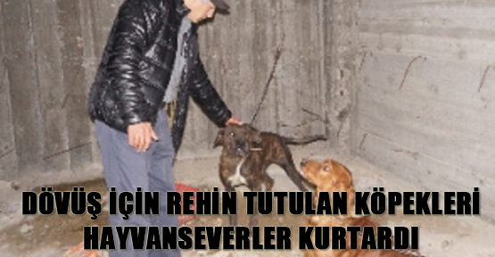 Dövüş için rehin tutulan köpekleri hayvanseverler kurtardı
