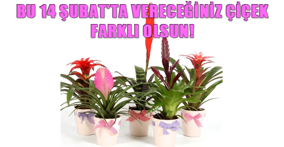 Bu 14 Şubat'ta vereceğiniz çiçek farklı olsun!