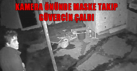 Kamera önünde maske takıp güvercin çaldı