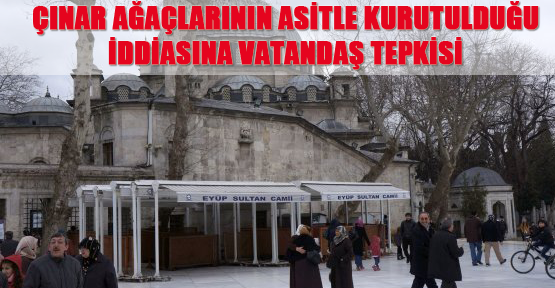 Çınar ağaçlarının asitle kurutulduğu iddiasına vatandaş tepkisi