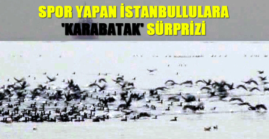 Spor yapan İstanbullulara 'karabatak' sürprizi