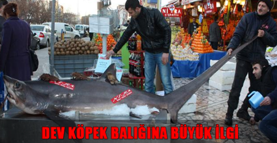 Dev köpek balığına büyük ilgi