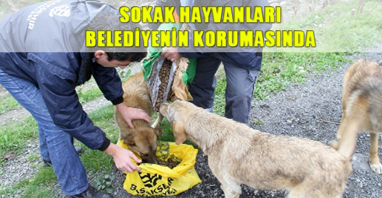 Sokak hayvanları belediyenin korumasında
