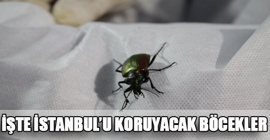 İstanbul bu böceklerle korunacak