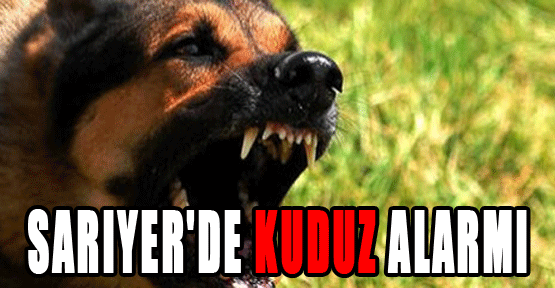 Sarıyer'de kuduz alarmı