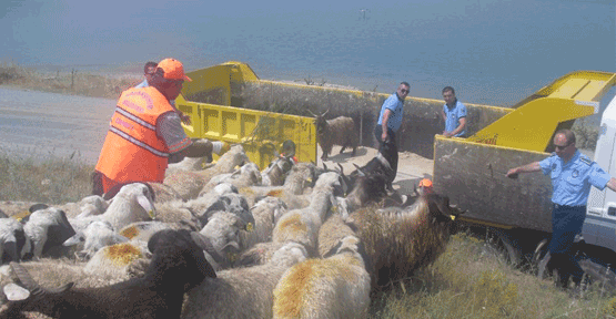 Başakşehir Belediyesi Kurban Denetimlerine Başladı