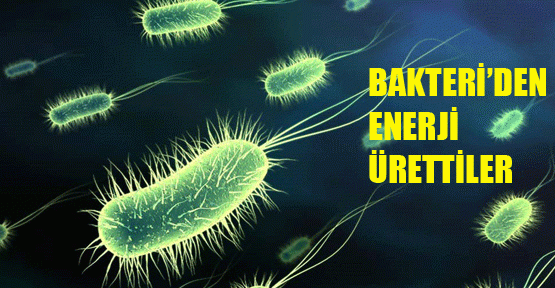 Bakteri'den enerji ürettiler