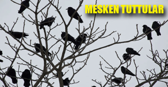 Sultanbeyli'de yüzlerce karga ilçede ağaçları ve evlerin çatılarını mesken tuttu.
