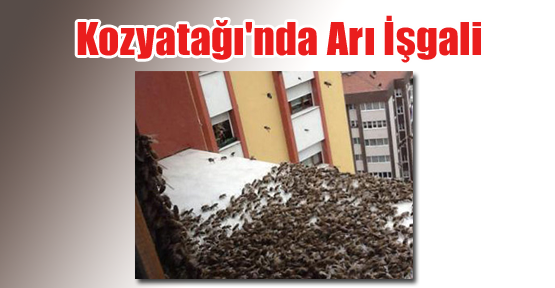 Kozyatağı'nda Arı İşgali